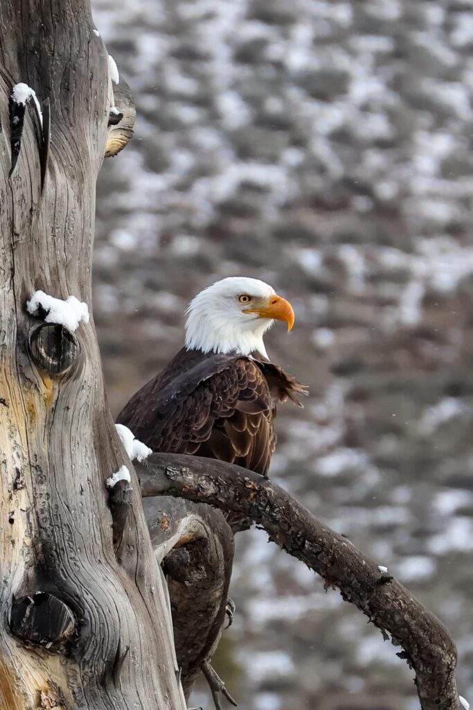 A bald eagle spotted hiking in Stanley Idaho - Image by Seth Bolander 
